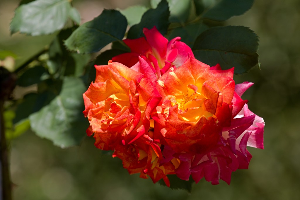 Rozentuin van Coloma